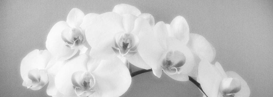 03-blume_SW.jpg